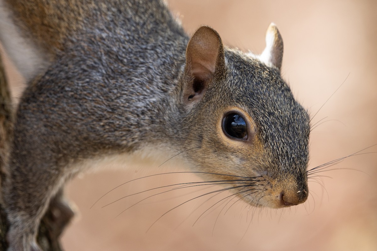 Eastern Gray Squirrel - ML645796485