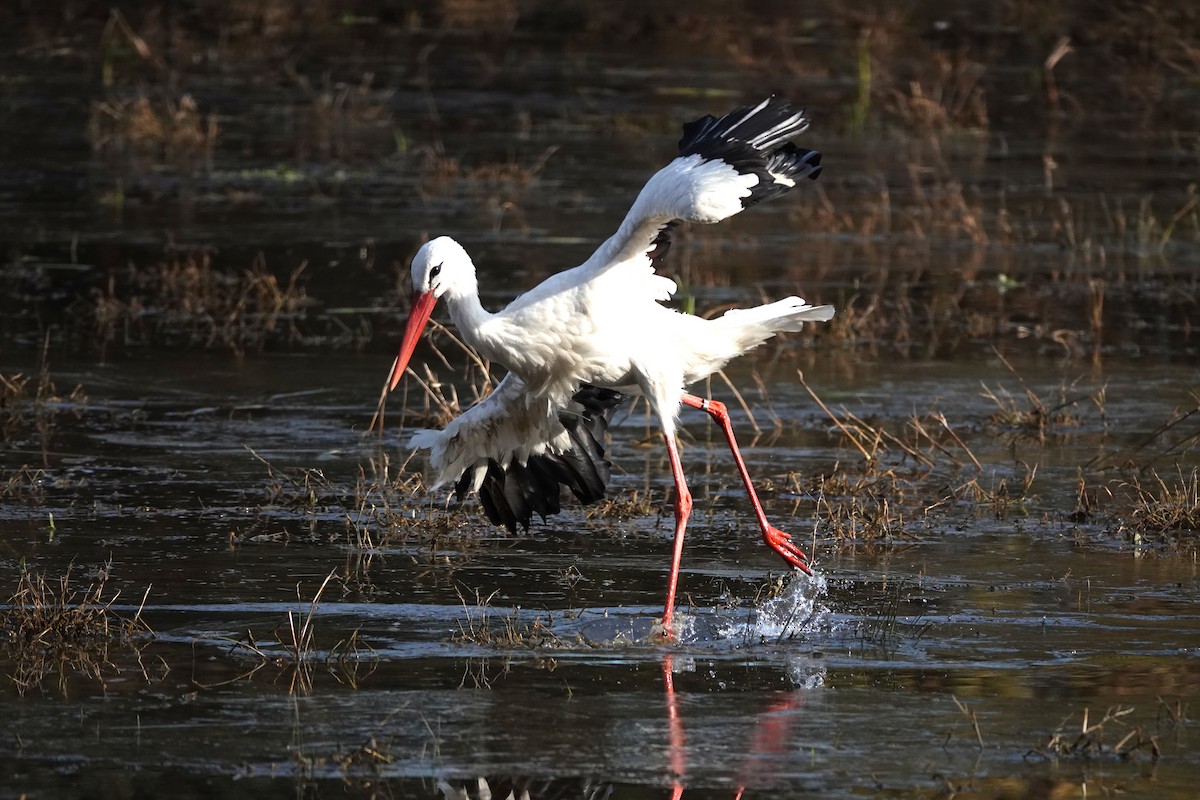 White Stork - ML645796486