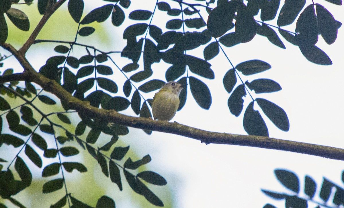 Short-tailed Pygmy-Tyrant - ML645796490
