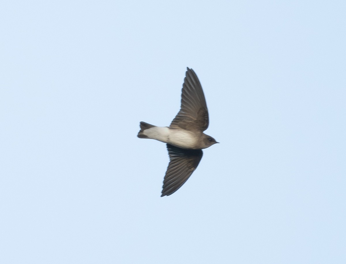 Northern Rough-winged Swallow - ML645796492