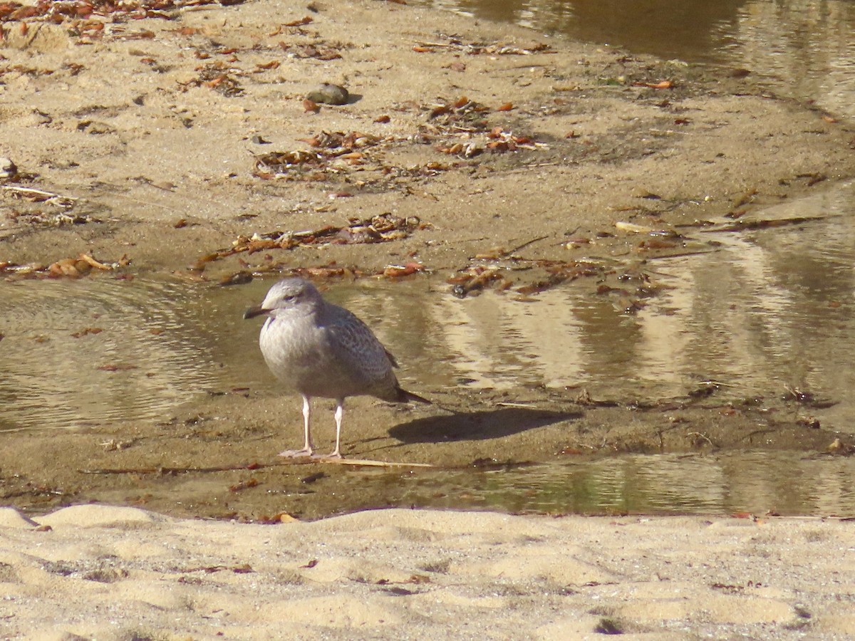 American Herring Gull - ML645796500