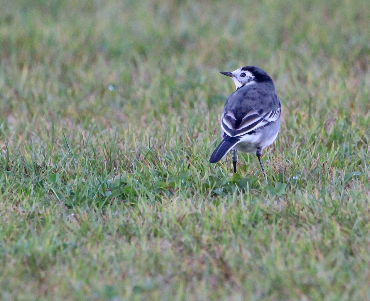 White Wagtail (British) - ML645796507