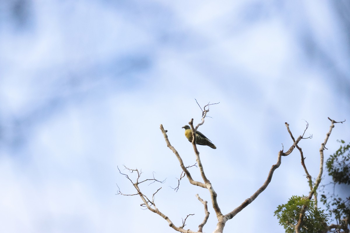 Large Green-Pigeon - ML645796508