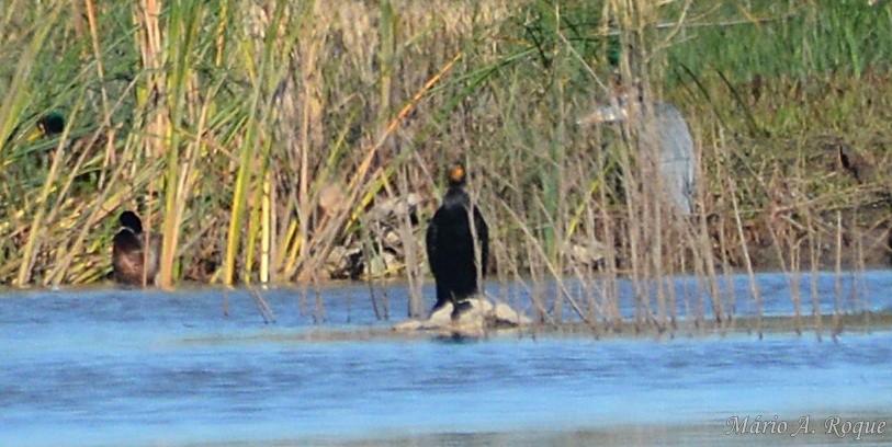 kormorán velký - ML645796512