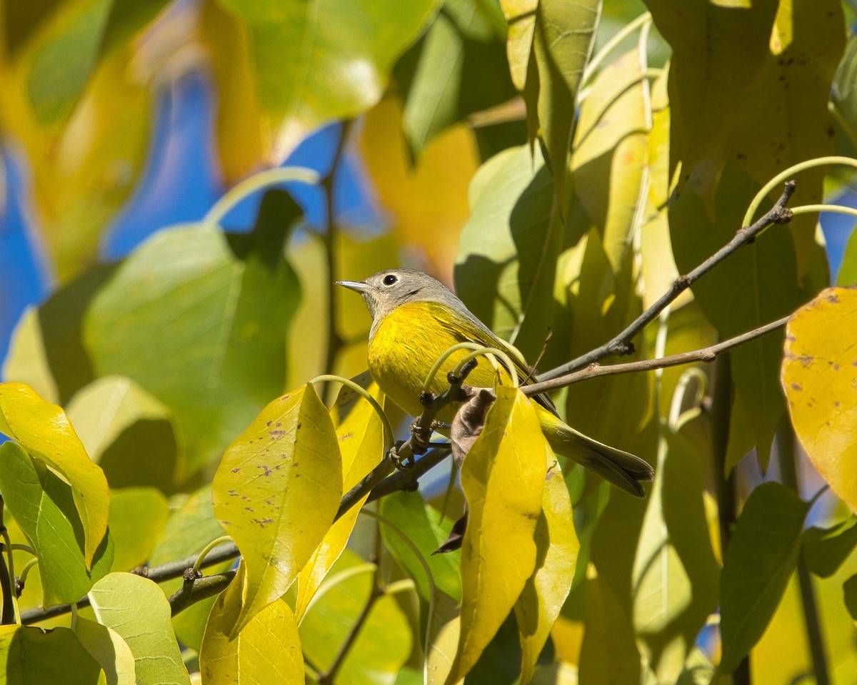 Nashville Warbler - ML645796517