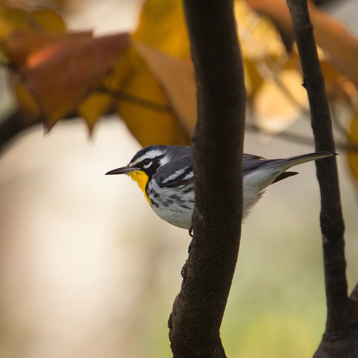 Yellow-throated Warbler - ML645796526