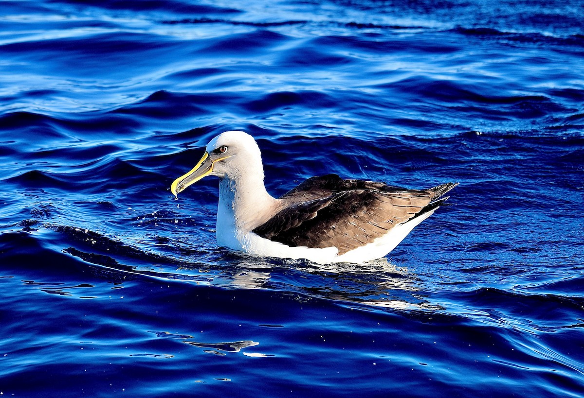 Buller's Albatross - ML645796531