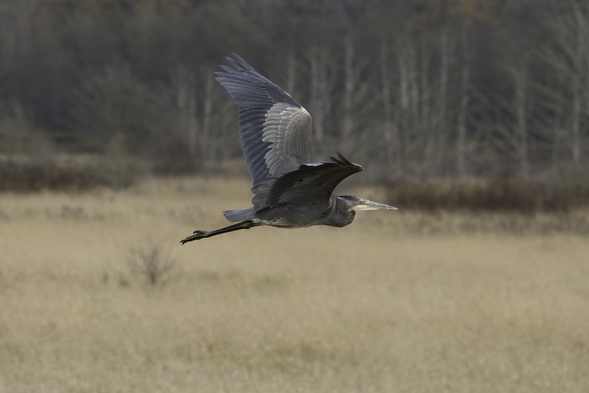 Great Blue Heron - ML645796537