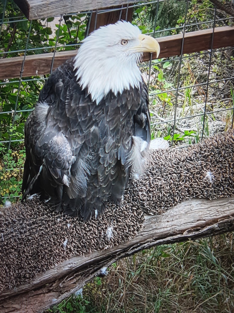 Bald Eagle - ML645796540