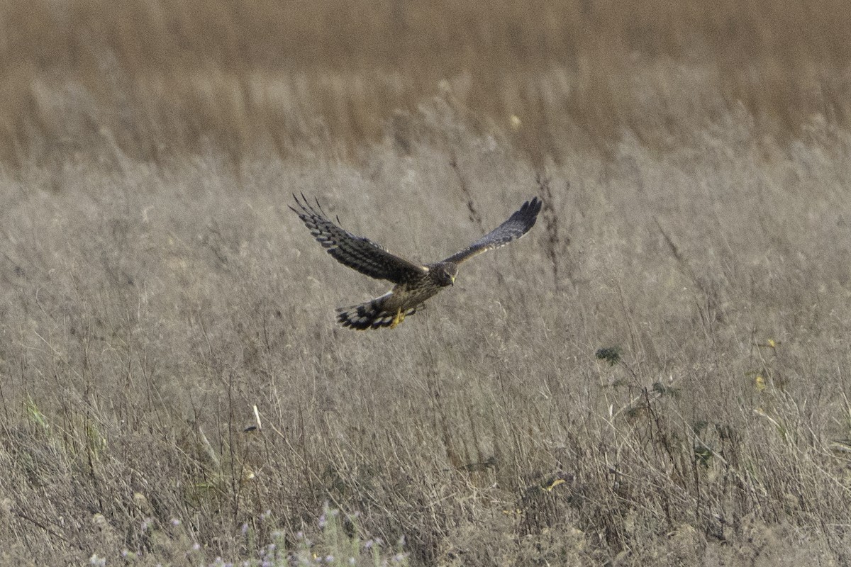 Northern Harrier - ML645796546