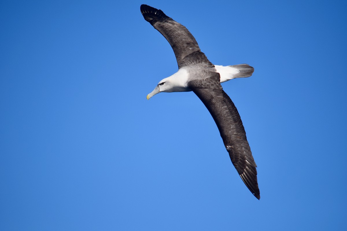 אלבטרוס לבן-כיפה - ML645796548