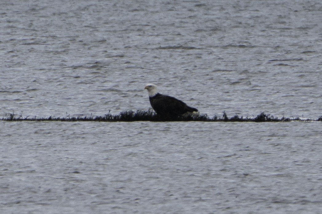 Bald Eagle - ML645796553