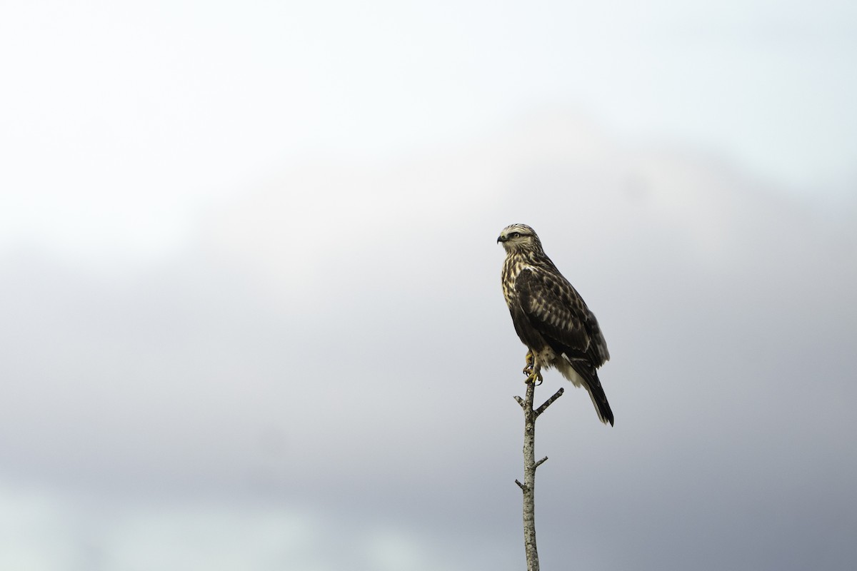 Rough-legged Hawk - ML645796554