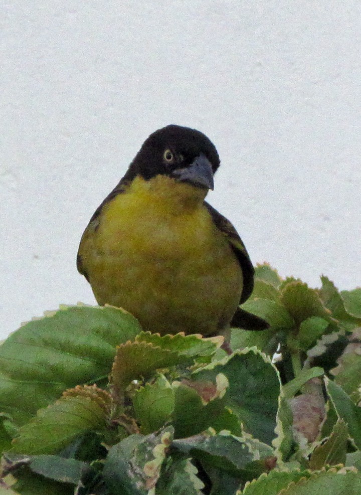 Tejedor Baglafecht - ML645796555