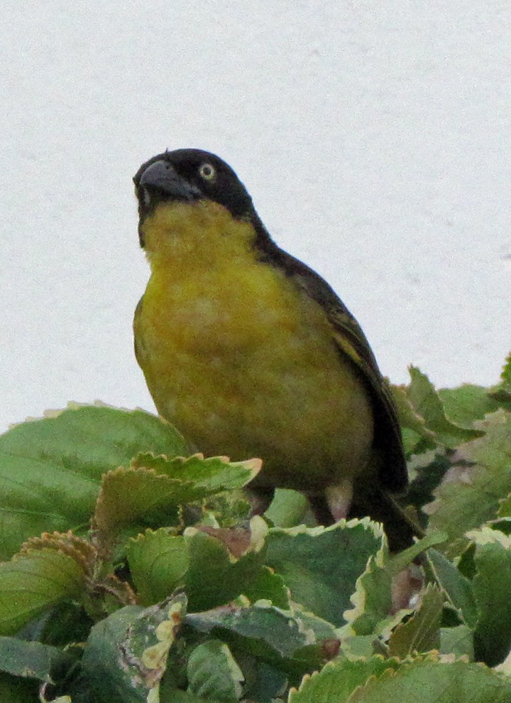 Tejedor Baglafecht - ML645796556