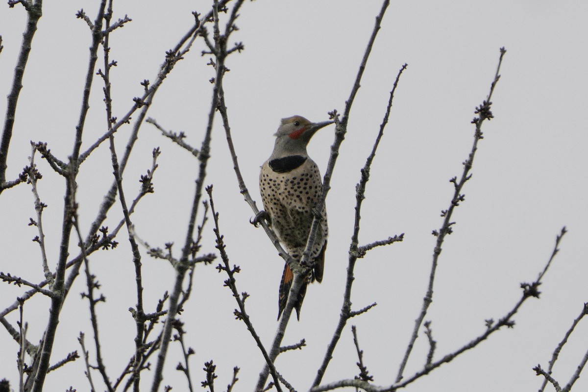 Northern Flicker - ML645796561