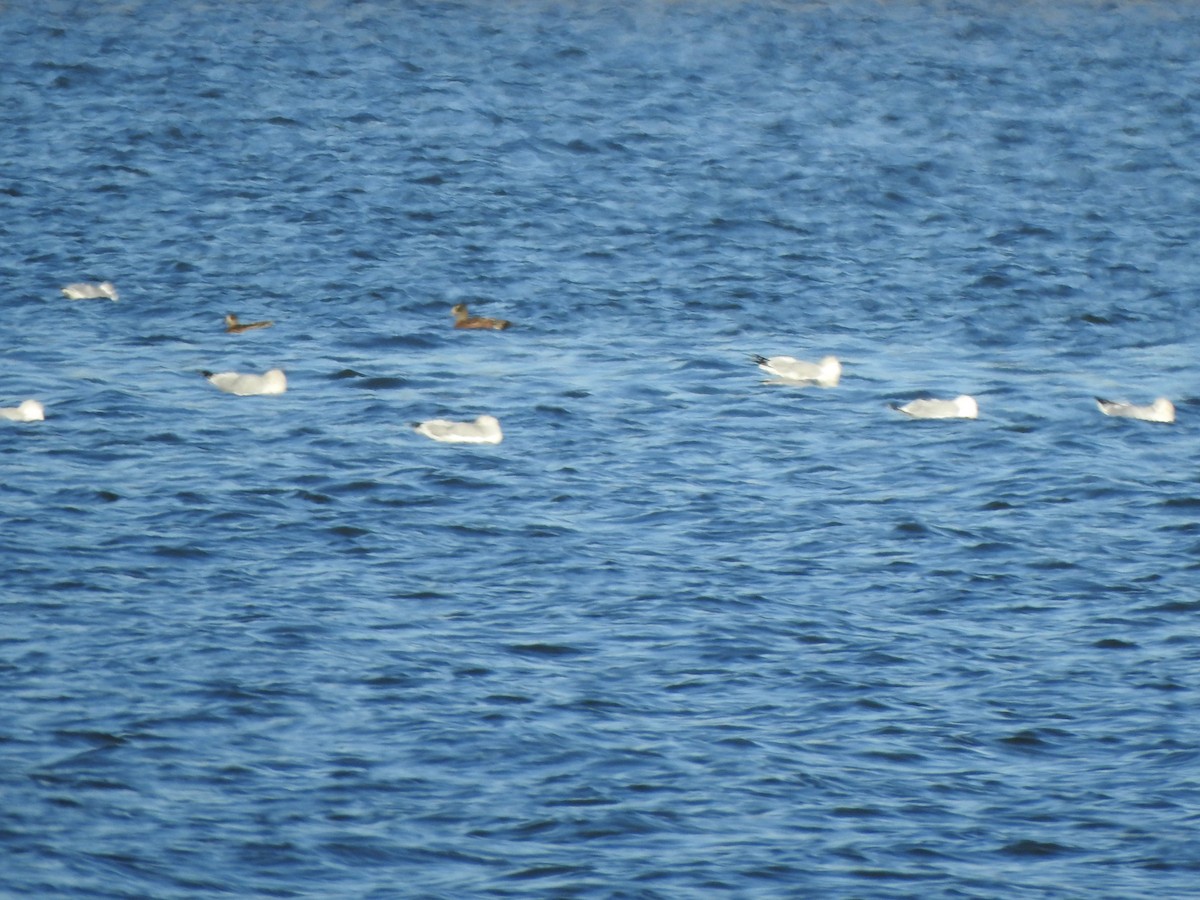 Larinae sp. - ML645796571