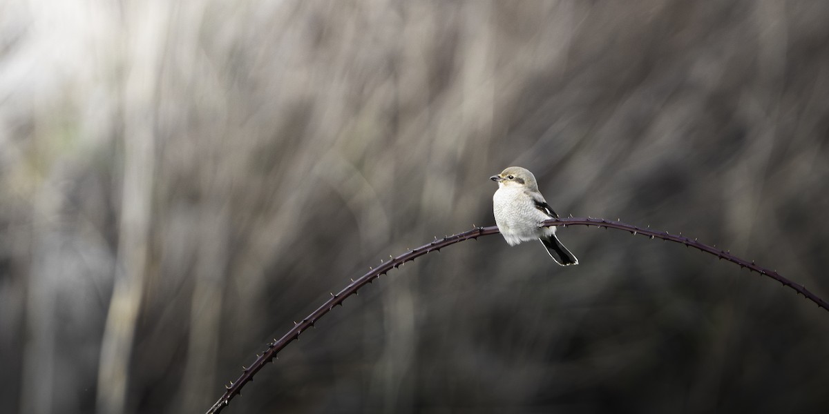 Northern Shrike - ML645796572