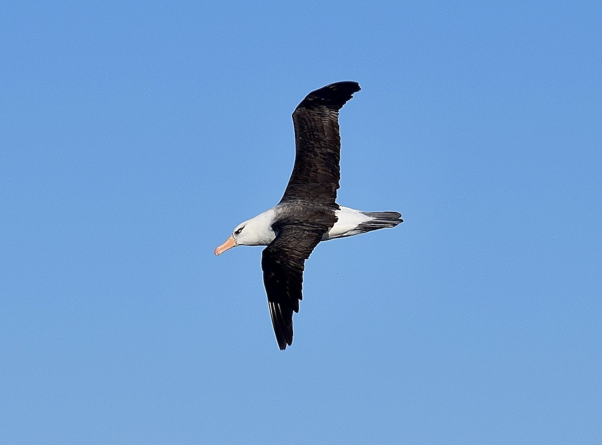 Black-browed Albatross (Campbell) - ML645796576