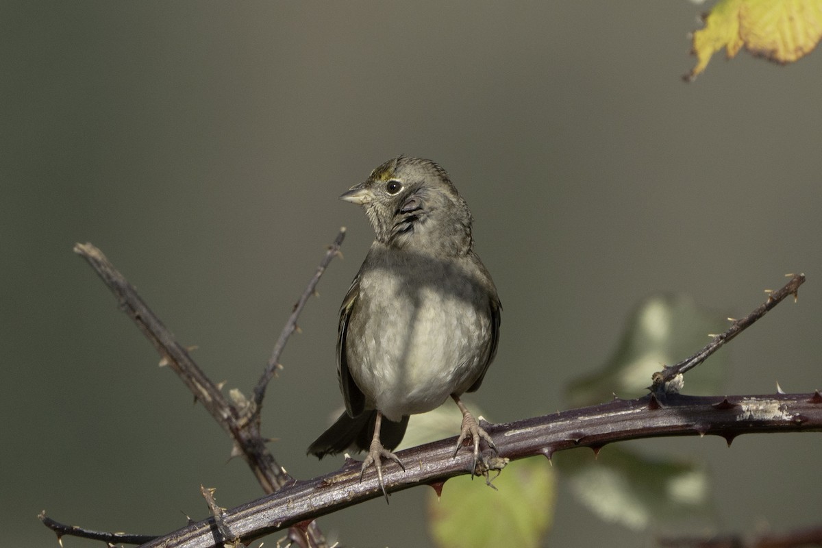 Golden-crowned Sparrow - ML645796578