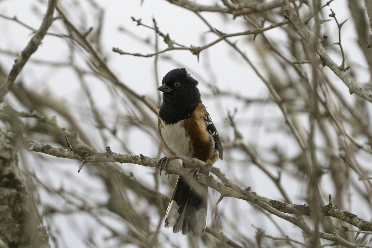 Spotted Towhee - ML645796589