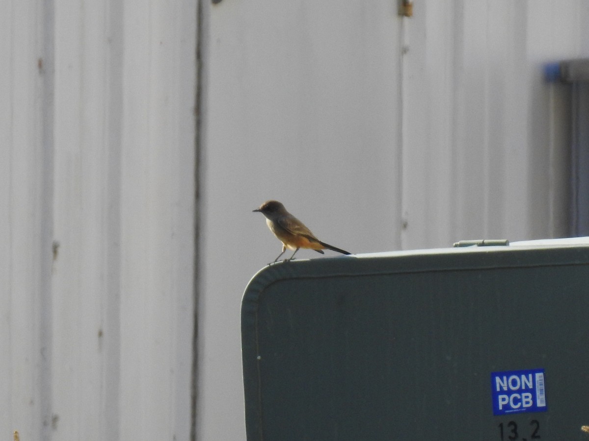 Say's Phoebe - ML645796593