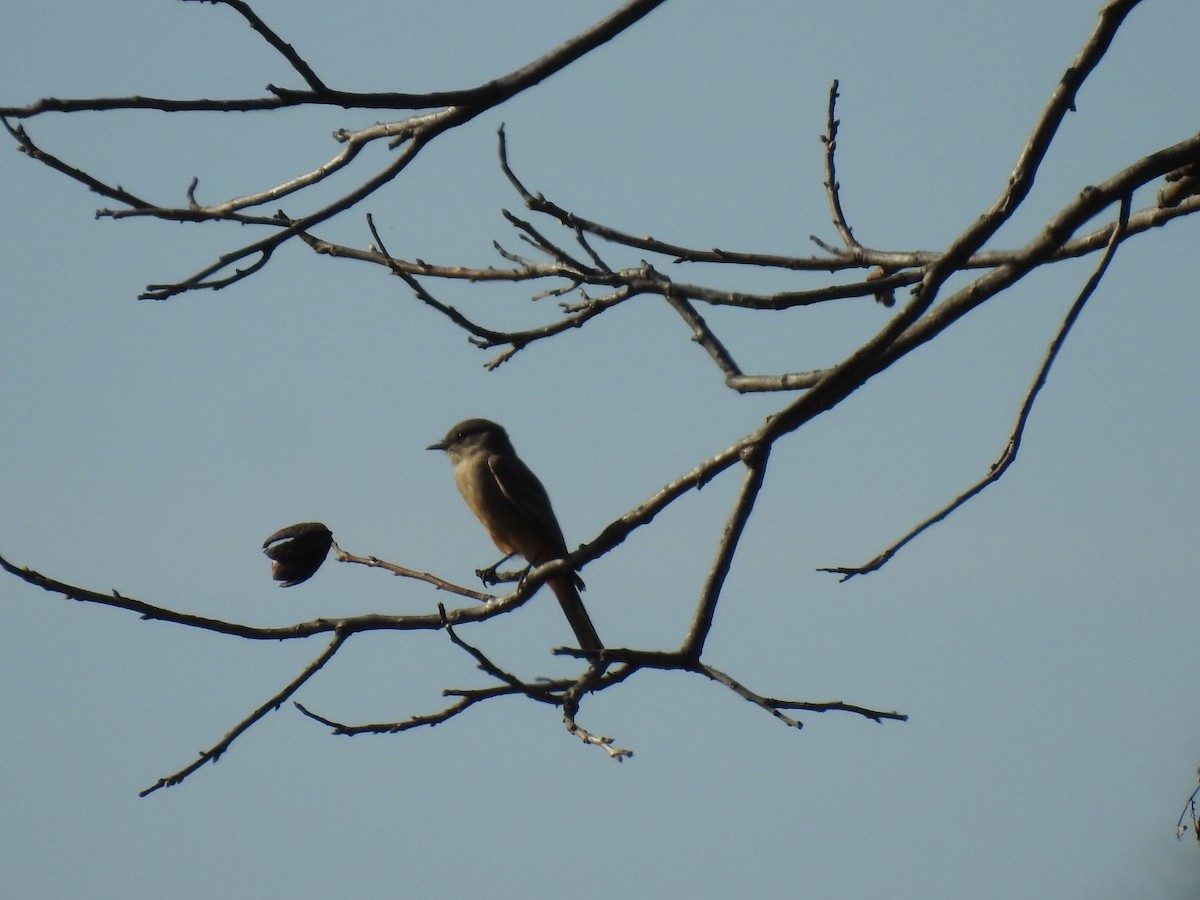 Say's Phoebe - ML645796594