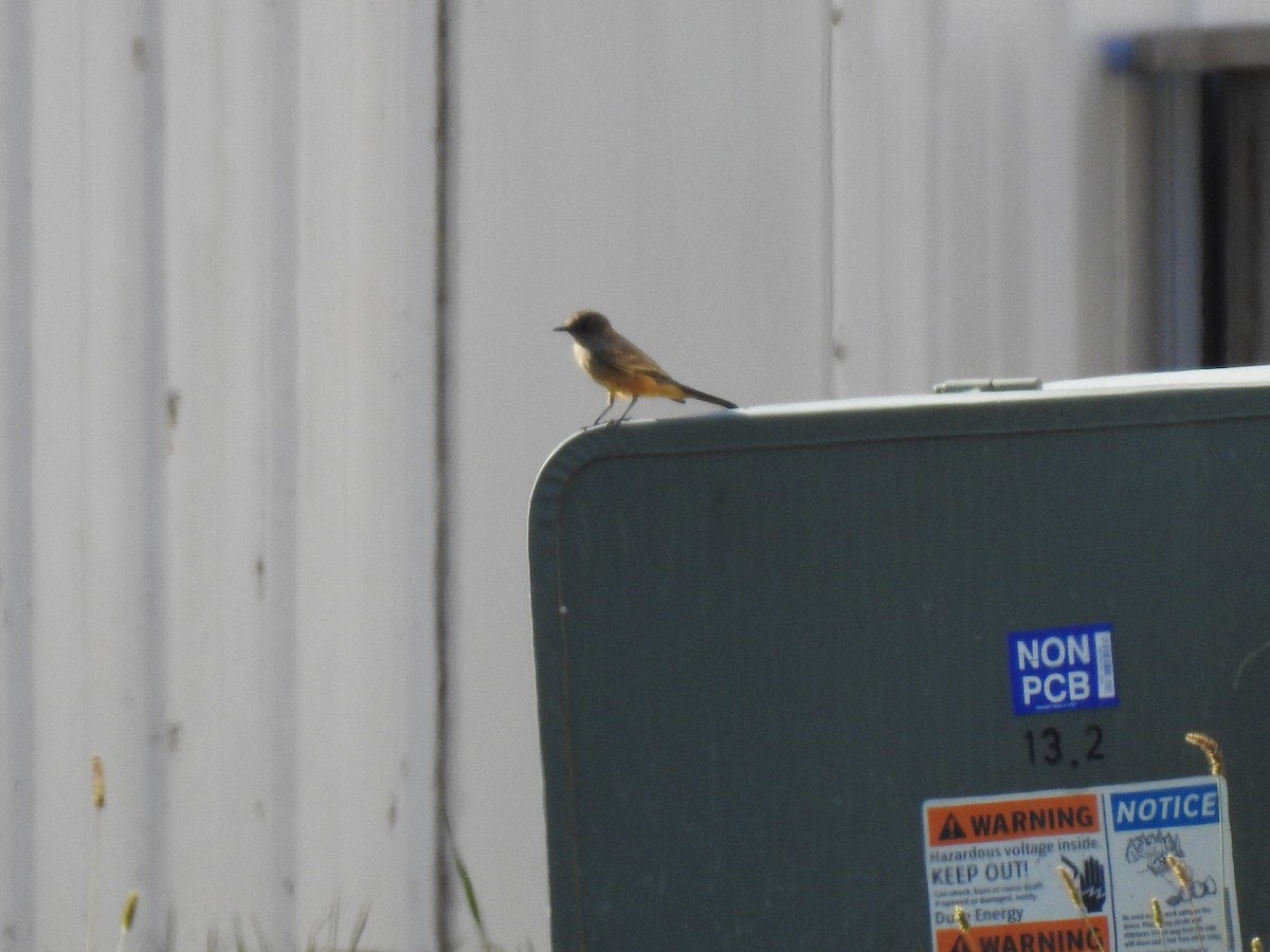 Say's Phoebe - ML645796597