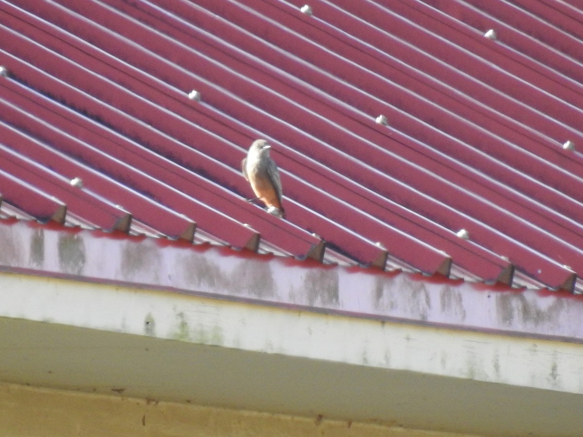 Say's Phoebe - ML645796600