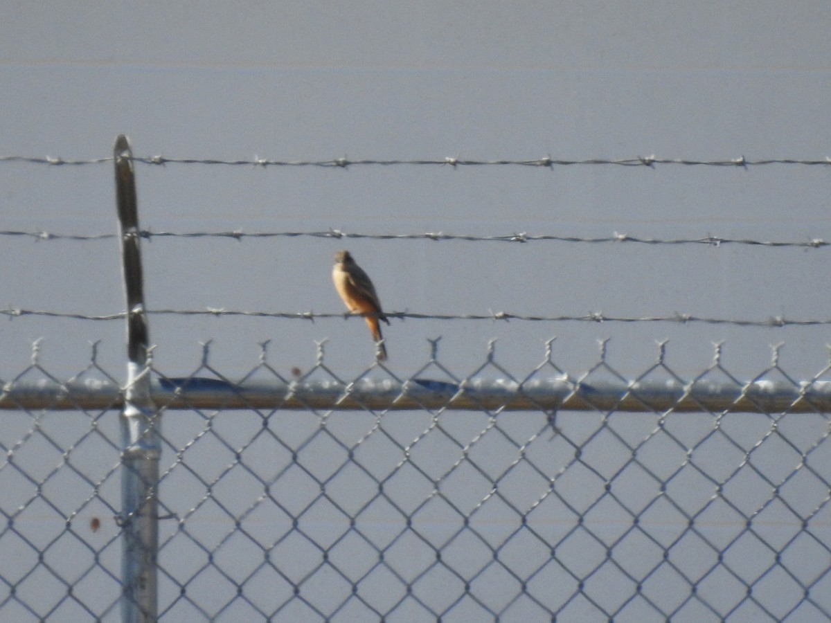 Say's Phoebe - ML645796601