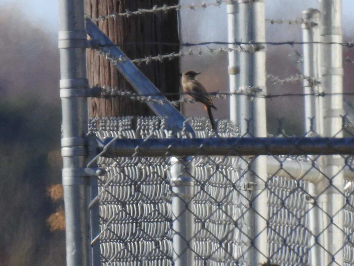 Say's Phoebe - ML645796602