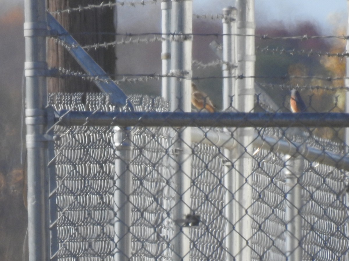 Say's Phoebe - ML645796603