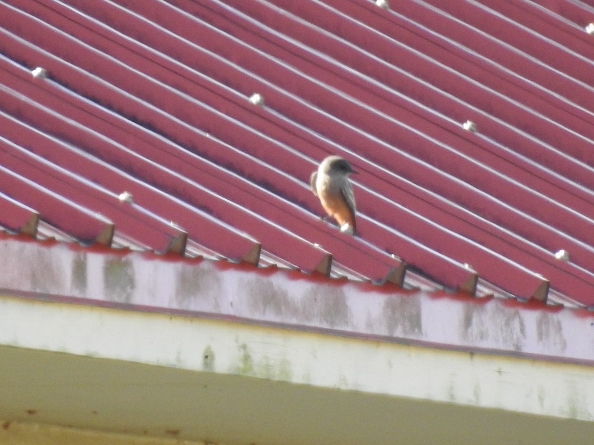 Say's Phoebe - ML645796604