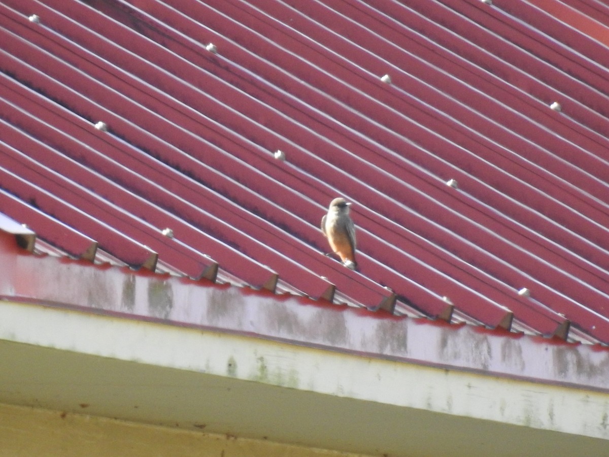 Say's Phoebe - ML645796605