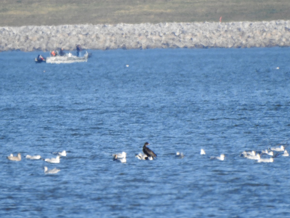 Larinae sp. - ML645796606