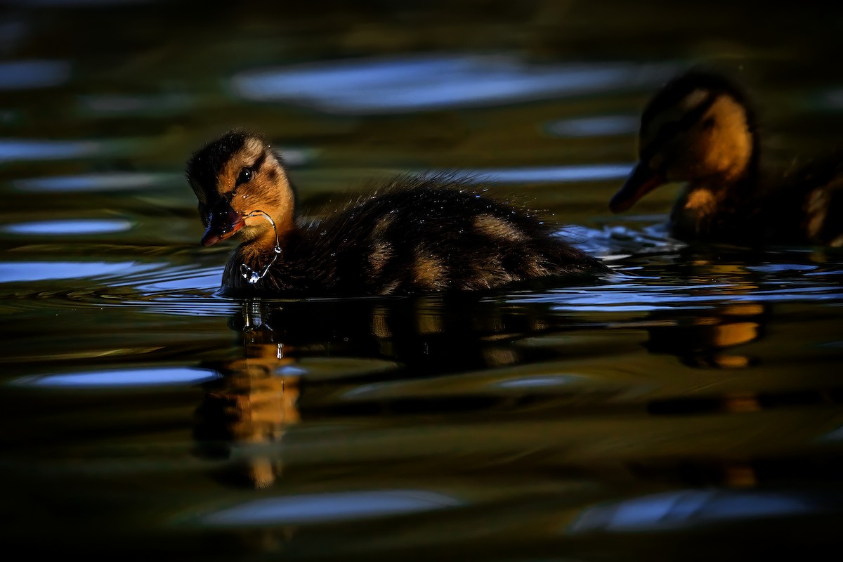 Mallard - ML645796607