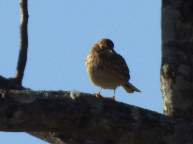 Vesper Sparrow - ML645796620