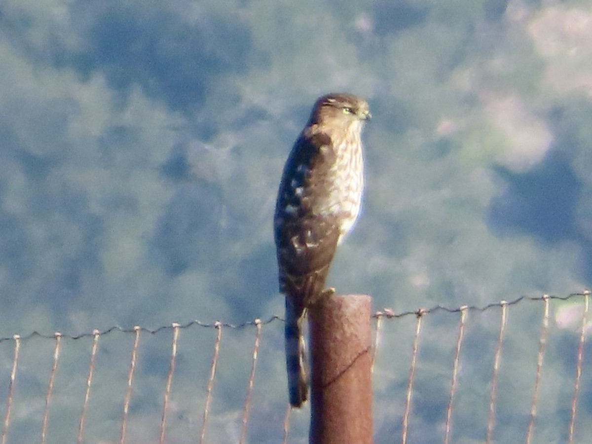 Cooper's Hawk - ML645796642