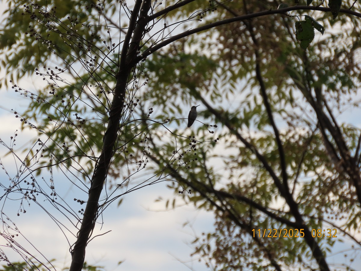 Ruby-throated Hummingbird - ML645796643