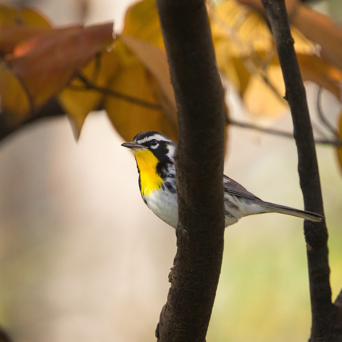 Yellow-throated Warbler - ML645796650