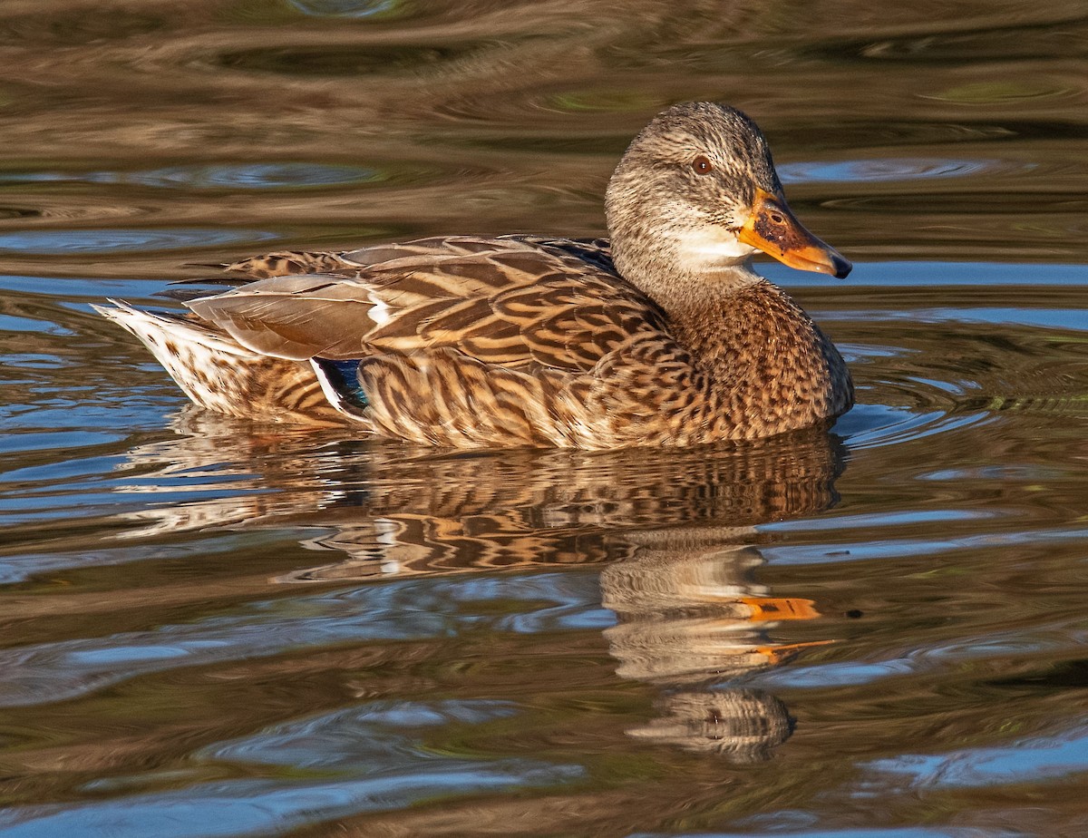 Mallard - ML645796651