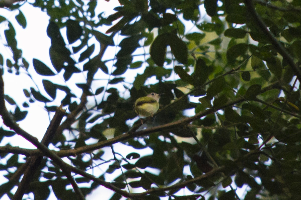 Short-tailed Pygmy-Tyrant - ML645796664