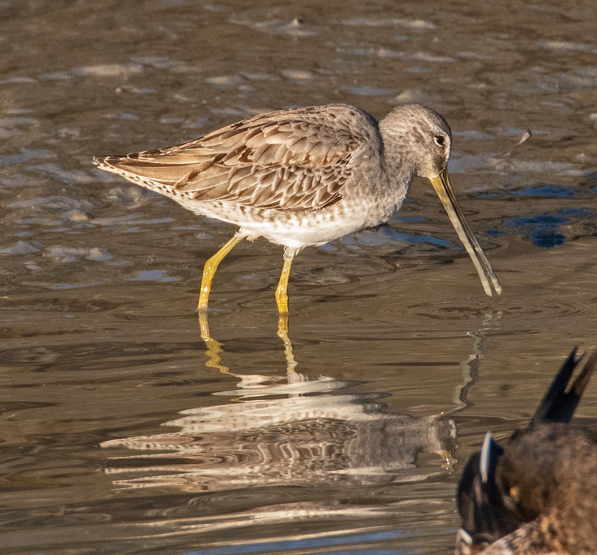Long-billed Dowitcher - ML645796667