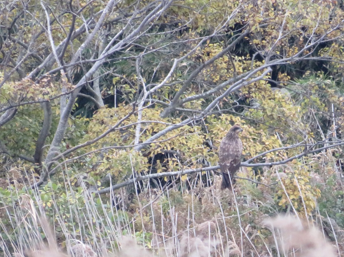 kormorán velký - ML645796668