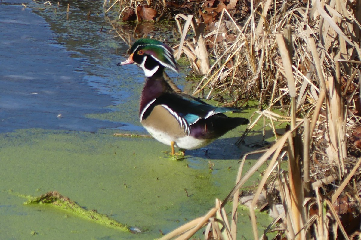 Wood Duck - ML645796671
