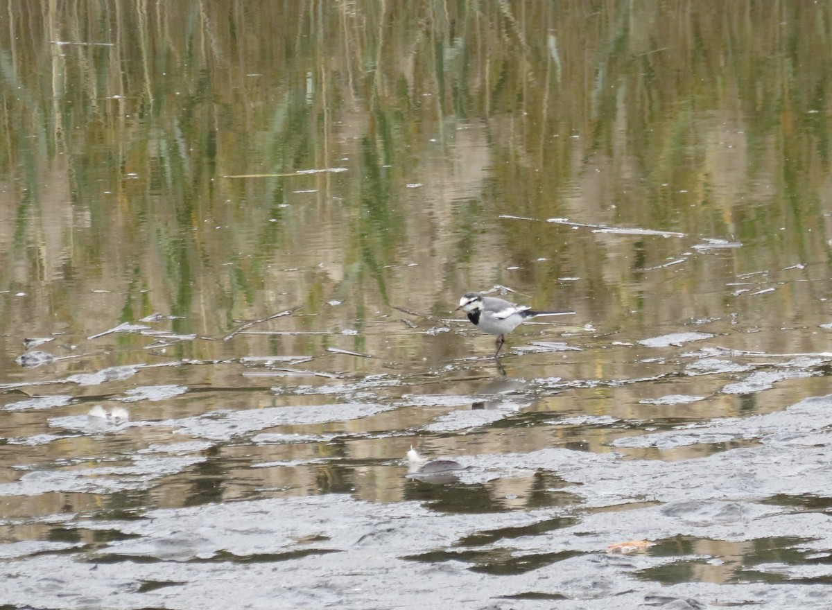 White Wagtail - ML645796672