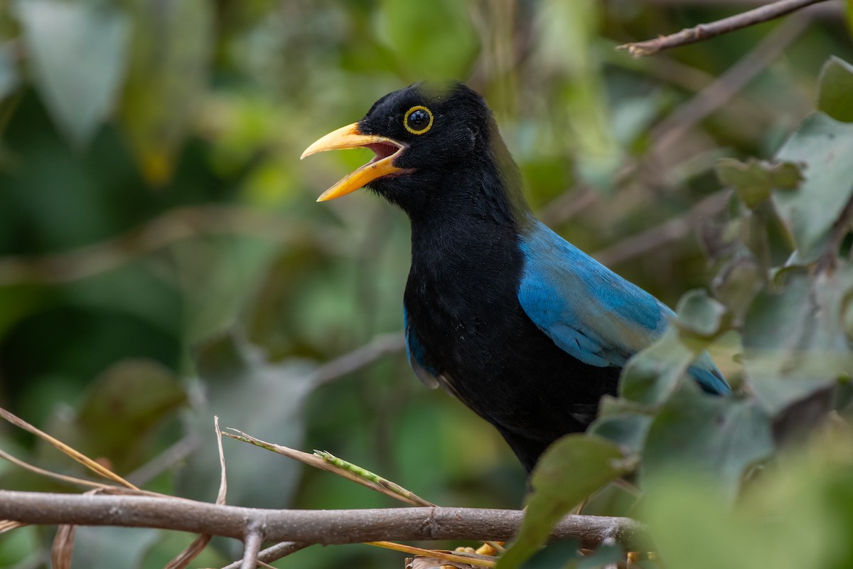 Yucatan Jay - ML645796674
