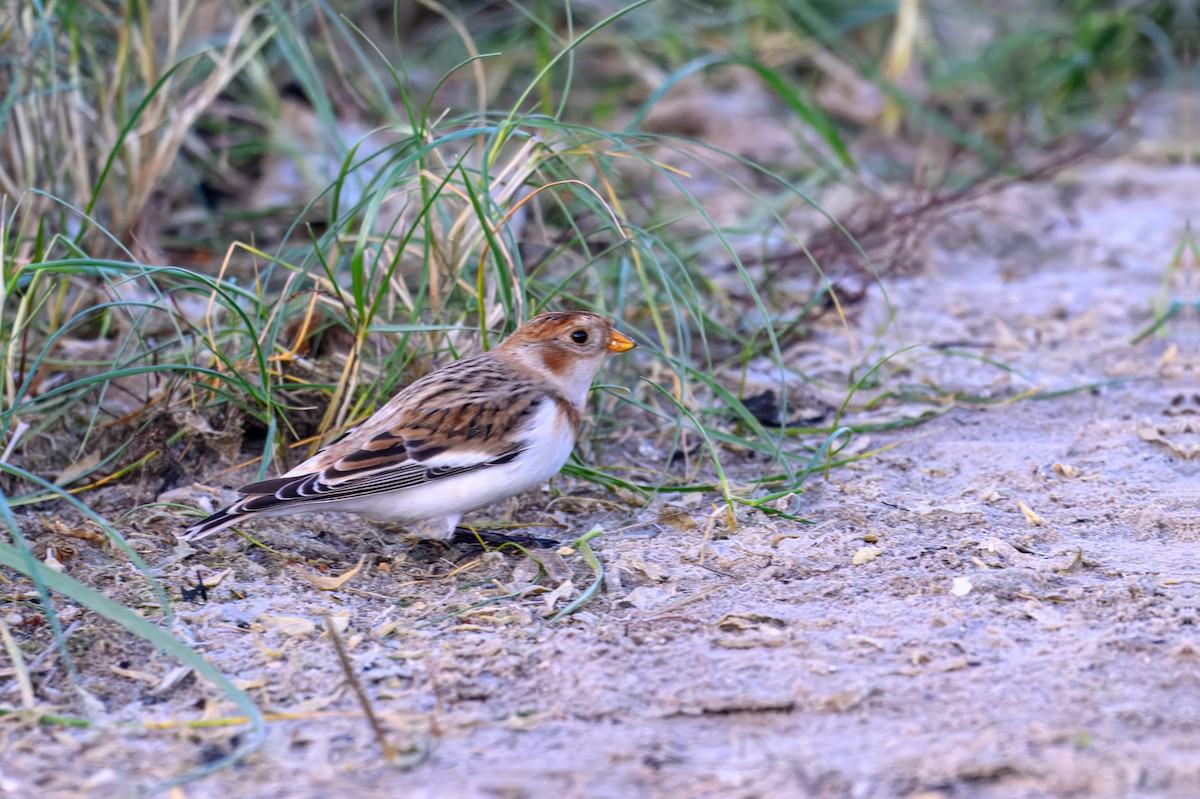 Snow Bunting - ML645796675