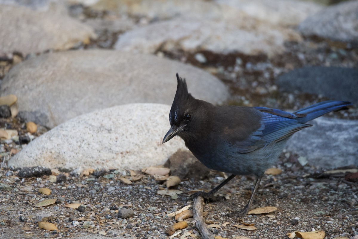 Steller's Jay (Coastal) - ML645796676