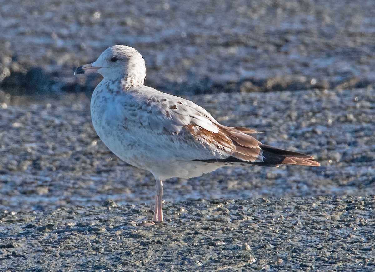 Ring-billed Gull - ML645796682